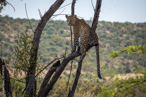 A Leopard resting on a tree
