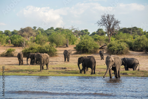 A group of elephants at the chobe river bank © Mathias