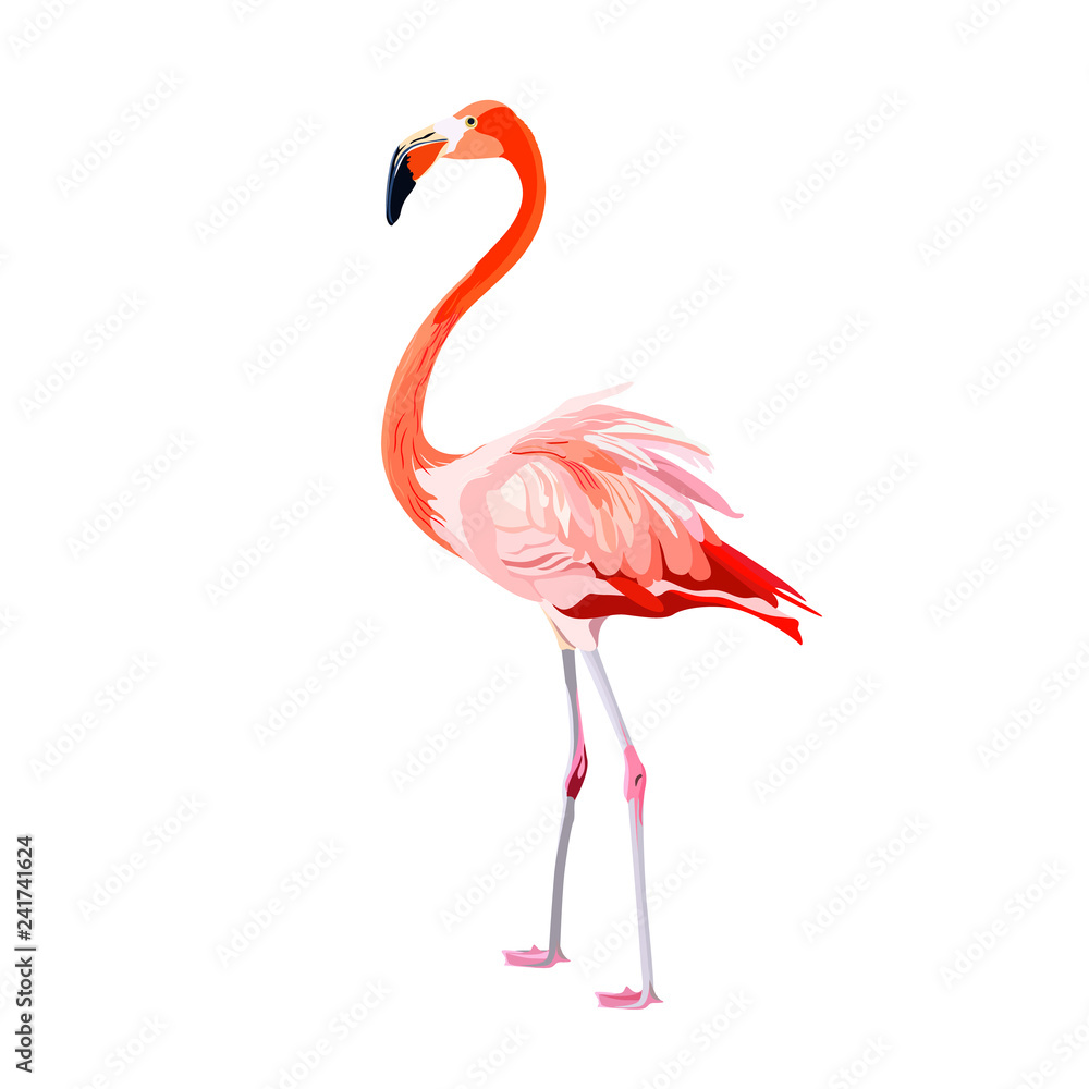 Pink flamingo vector illustration isolated on white background.