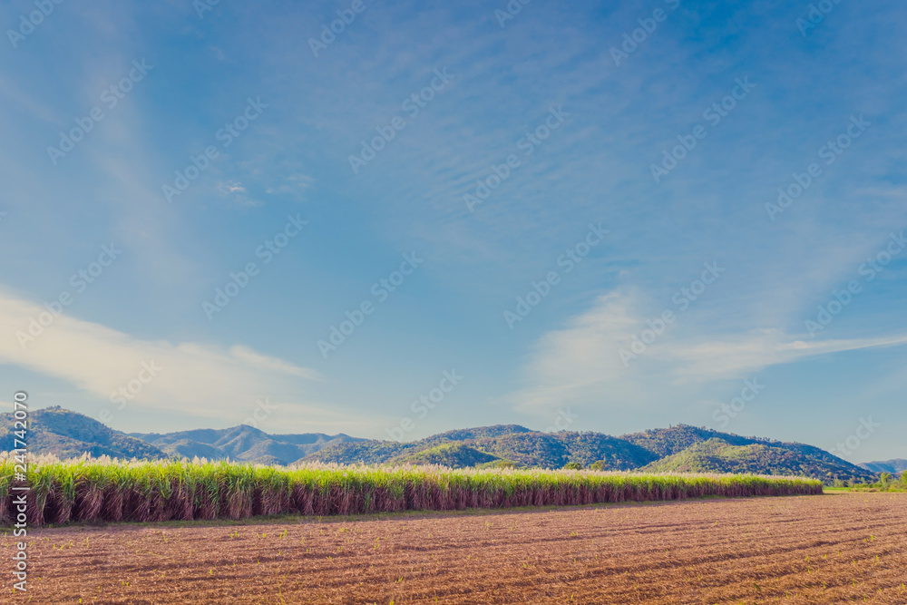 Fototapeta premium Scenery of Sugar-cane flower to the breeze just prior to harvest