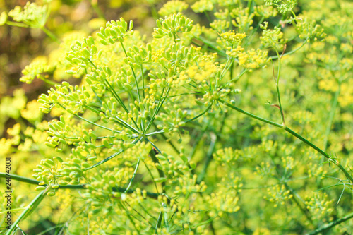 dill in the garden