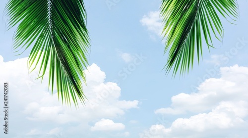 palms leaf on blue sky with cloud in summer - background © sema_srinouljan
