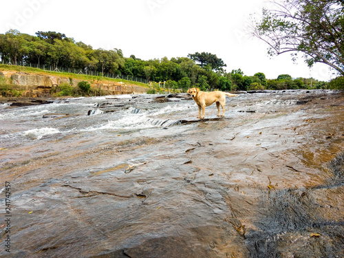 dog on river