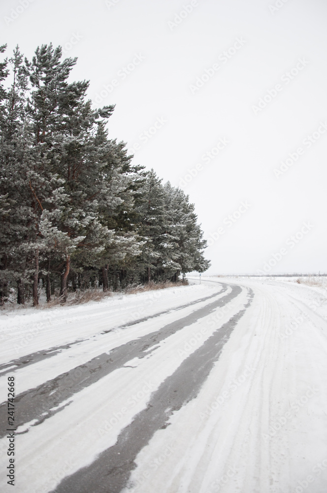Fototapeta premium branch of pine covered with snow