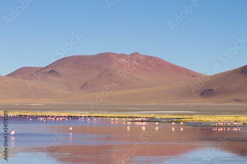Laguna Colorada flamingos, Bolivia © elleonzebon