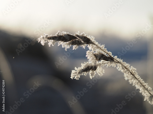 Frozen plant spikelet. Cold snap, weather change.