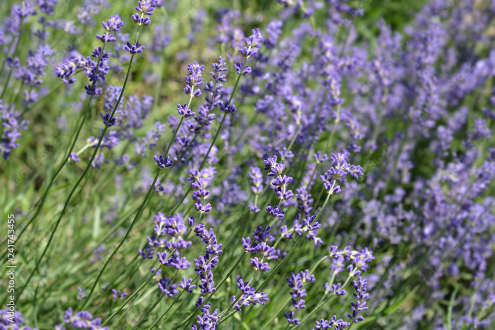 Common lavender