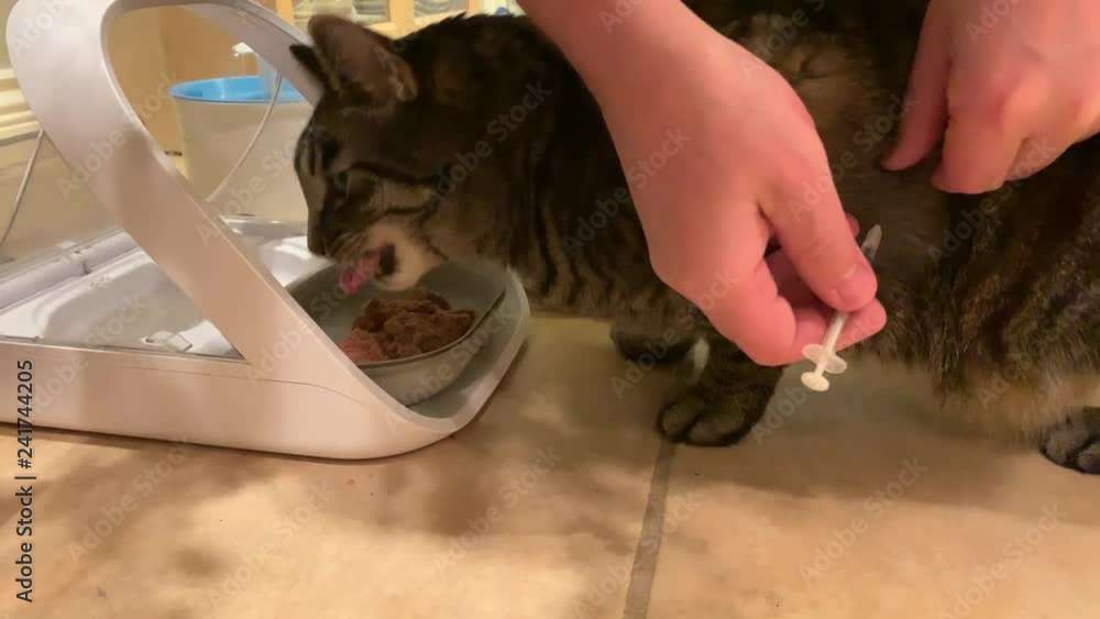 Vidéo Stock Cat Insulin Injection. Giving diabetic tabby cat insulin