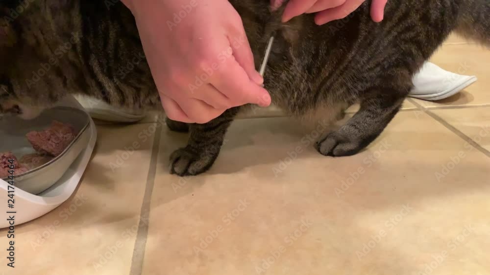 Cat Insulin Injection. Giving diabetic tabby cat insulin injection