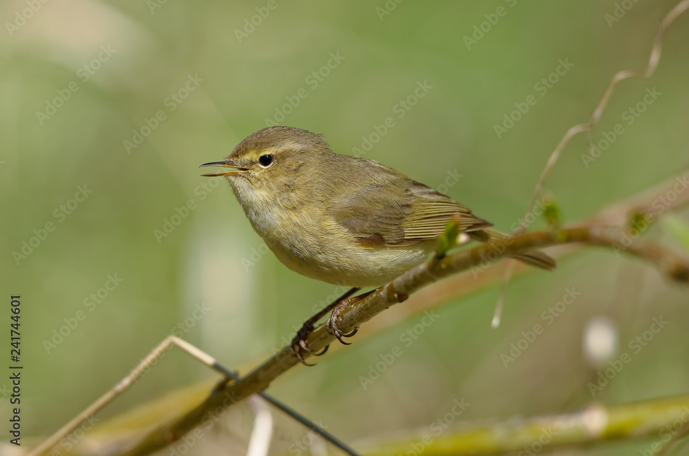 The common chiffchaff, or simply the chiffchaff, (Phylloscopus collybita) is a common and widespread leaf warbler which breeds in open woodlands. Singing spring bird The common chiffchaff, or simply the chiffchaff, (Phylloscopus collybita) is a common and widespread leaf warbler which breeds in open woodlands. Singing spring bird