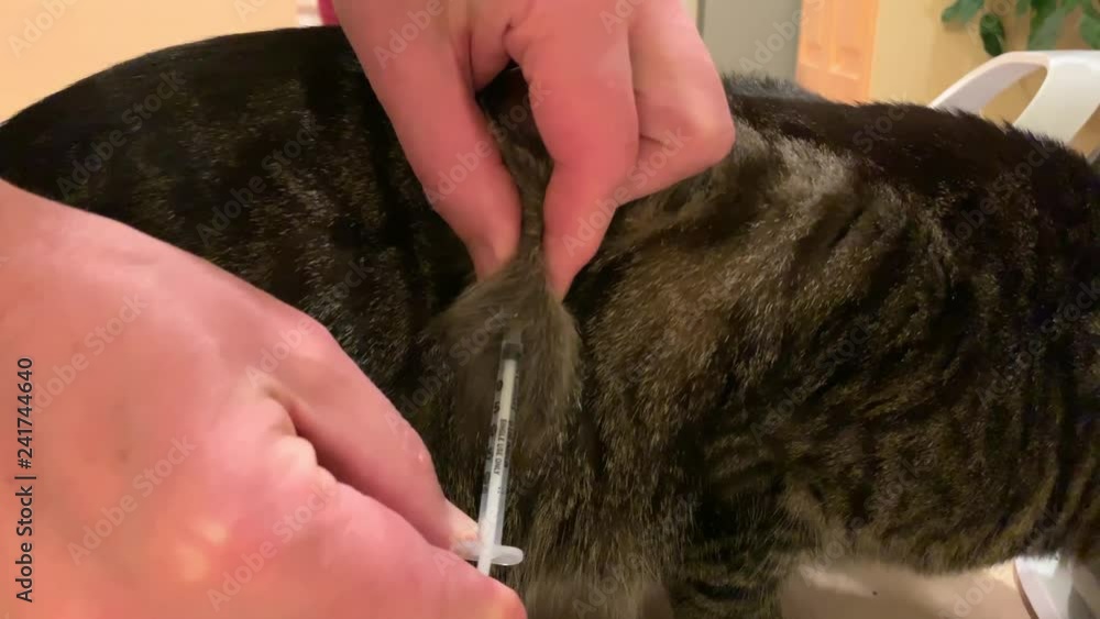 Cat Insulin Injection. Giving diabetic tabby cat insulin injection