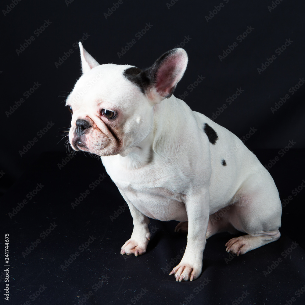 Chien bouledogue francais animal de compagnie  