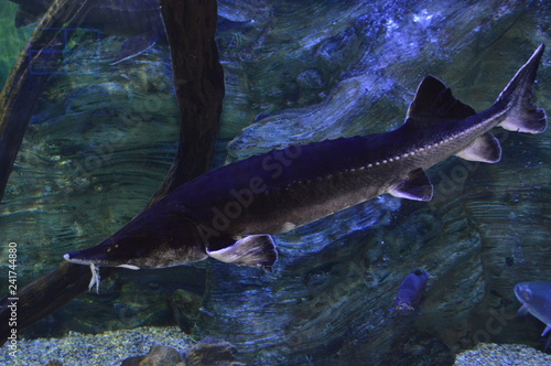 Sturgeon swims in aquarium