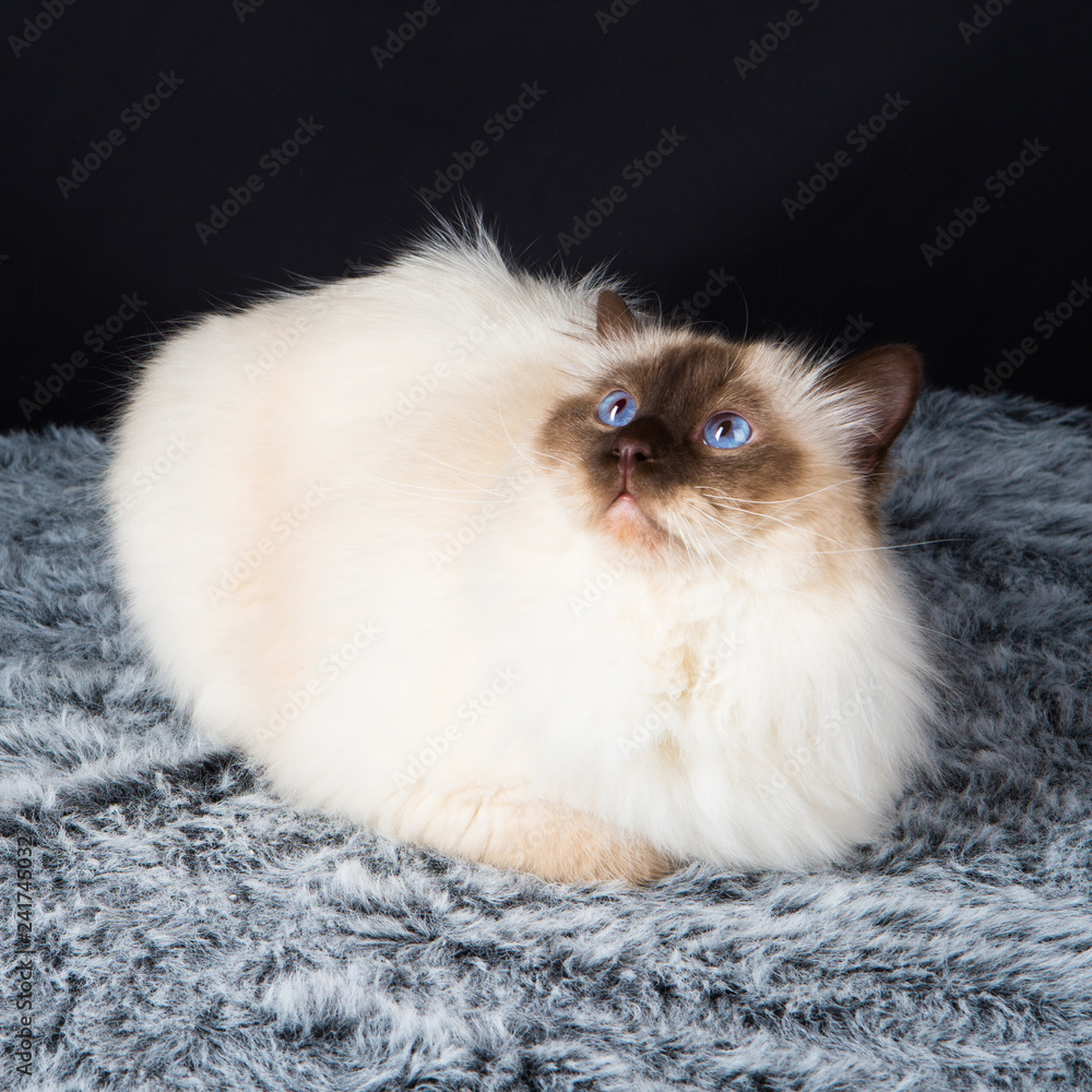 Chat Chaton Animal Animal De Compagnie Blanc Joli Persan Felidae Chat Fourrure Portrait Domestique Yeux Jeune Adorable Mammifere Bebe Petit Animal De Compagnie Bleu Duveteux Race Stock Photo Adobe Stock