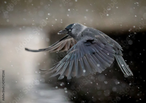 flying jackdaw crow in heavy snowfall