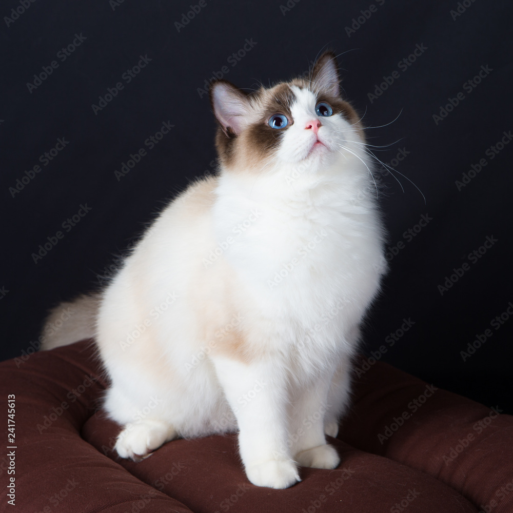 Chat Chat