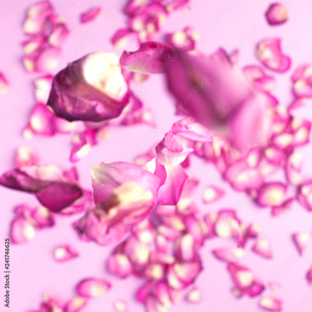 Rose petals fall to the floor. Pink background Rose petals fall to the floor. Pink background