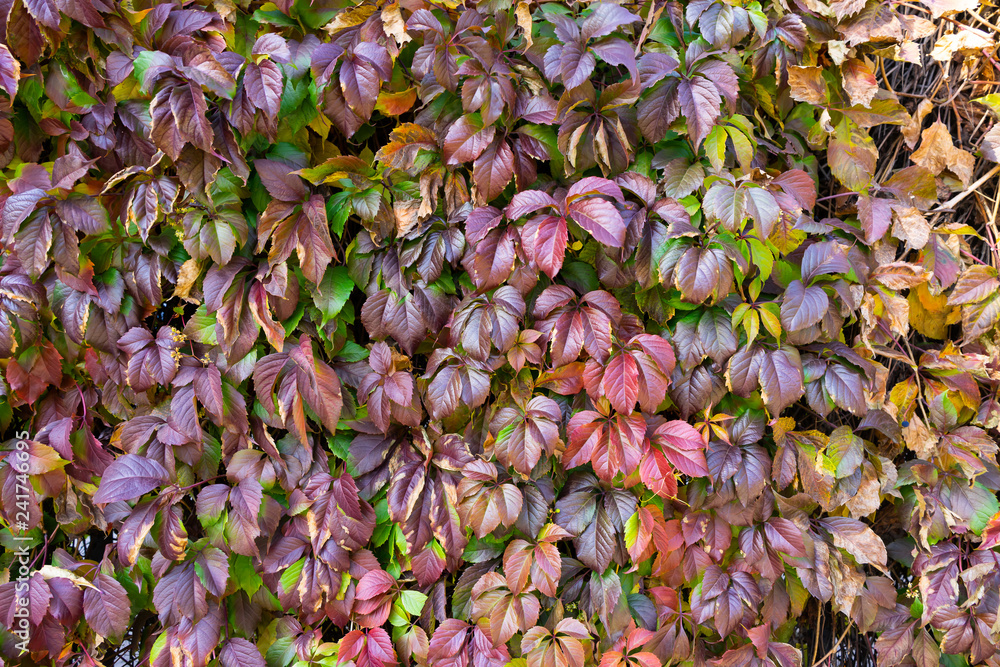 Wood lattice with red leaves of wild grapes Wood lattice with red leaves of wild grapes
