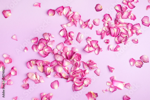 Rose petals fall to the floor. Pink background