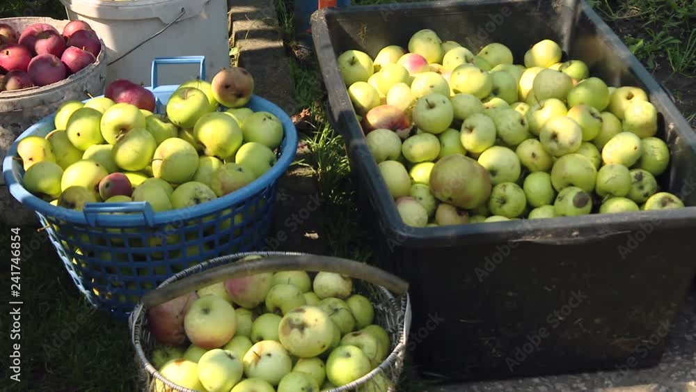 Yellow apples in the basket. Rotten apples, selective focus. Ripe apples in garden. Organic apples in basket in summer grass. Fresh apples in nature Yellow apples in the basket. Rotten apples, selective focus. Ripe apples in garden. Organic apples in basket in summer grass. Fresh apples in nature