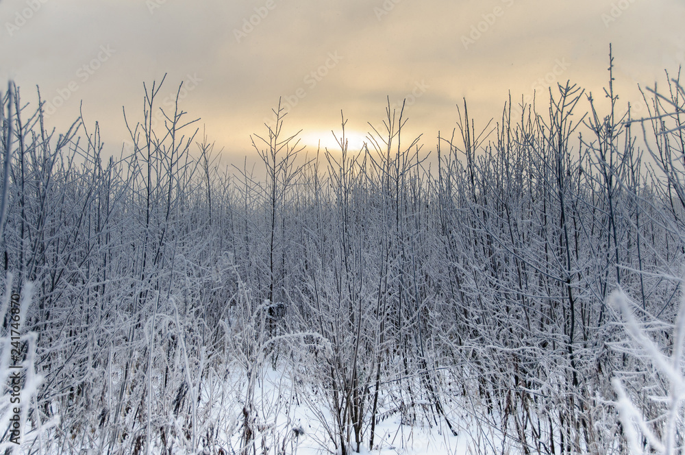 Tree trunks covered snow in winter Tree trunks covered snow in winter