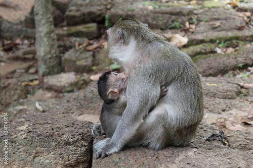 Mother Monkeys Love © Jamie