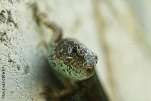 Gray-green lizard on the stone macrophotography. Lizard eyes, lizard in a blur.