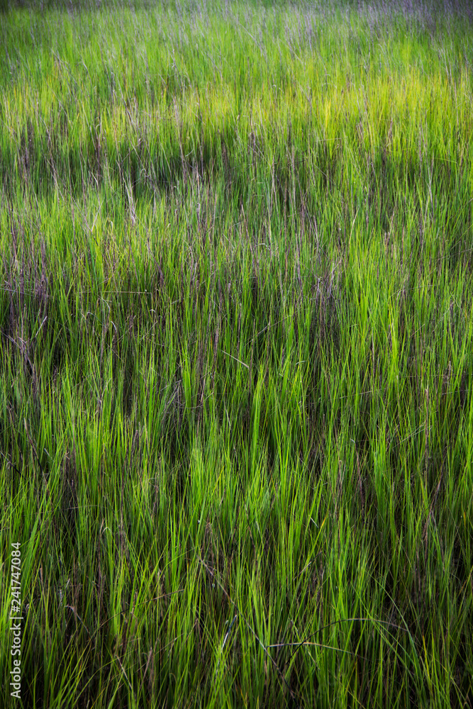 sea grass at Shem Creek in Mount Pleasant South Carolina