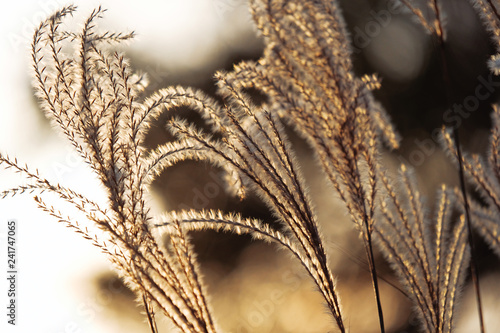 Maiden grass plant plumes during fall season.  Soft nature image closeup.