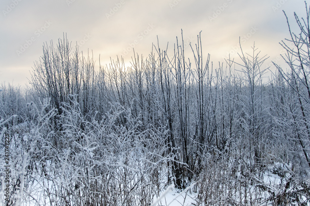 Landscape in winter at sunset. Grass covered snow Landscape in winter at sunset. Grass covered snow