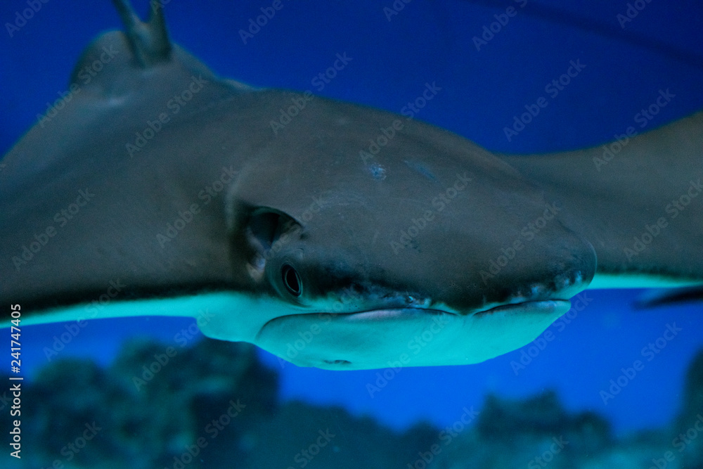 Fototapeta premium Stingray