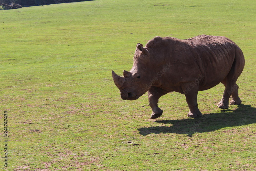 rhinoceros in the park of cabarceno rhinoceros in the park of cabarceno