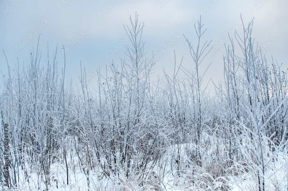 Tree trunks covered snow in winter Tree trunks covered snow in winter