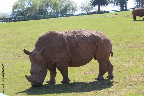 rhinoceros in the park of cabarceno