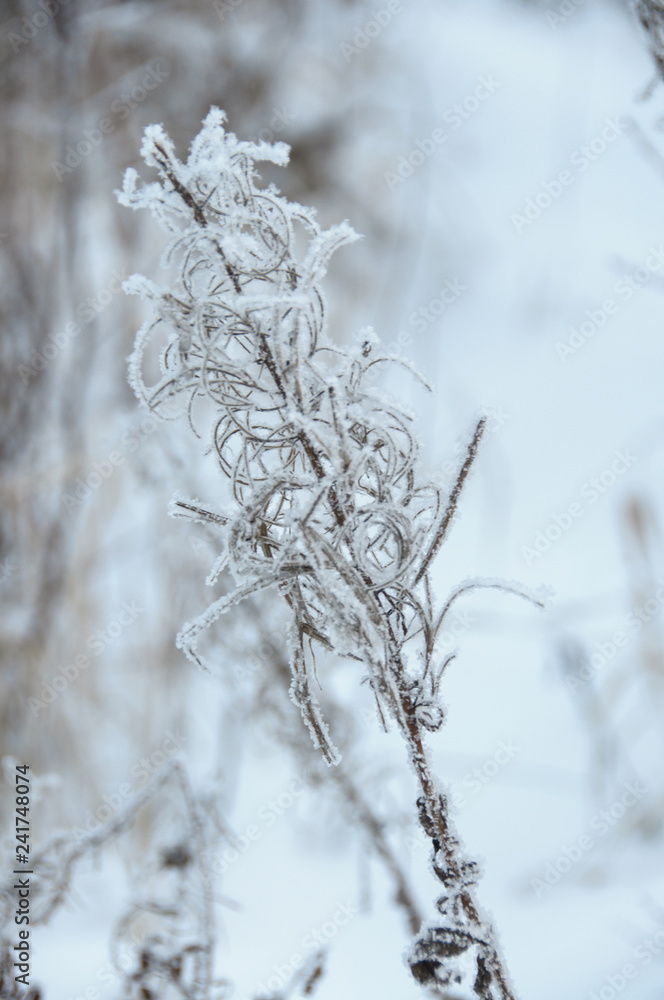 Dry flower of fireweed (Chamerion angustifolium) in winter Dry flower of fireweed (Chamerion angustifolium) in winter