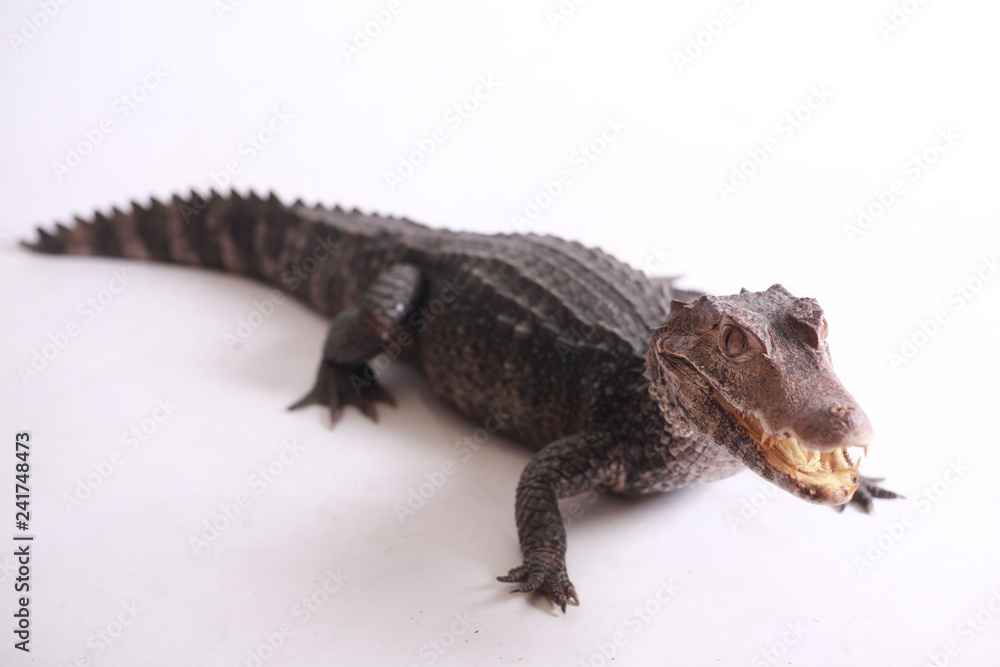 Naklejka premium alligator