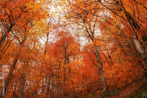 seven Lakes National Park, Autumn, Turkey