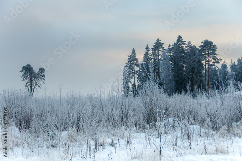 Wallpaper Mural Landscape in winter at sunset. Grass covered snow Torontodigital.ca