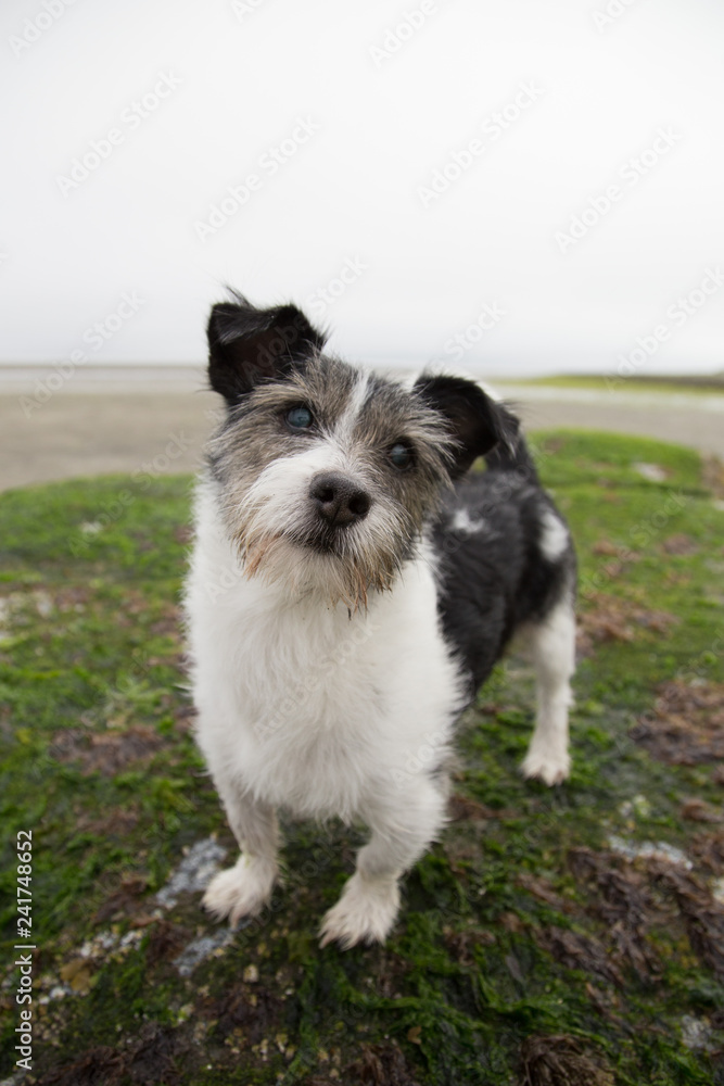 Jack russell terrier standing on a rock at the beach looking up