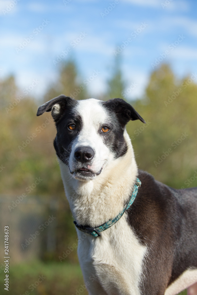 Large mixed breed dog outside