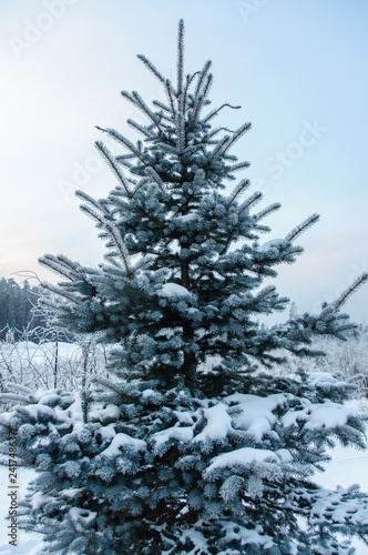 Fir in the forest in winter