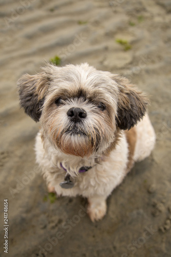 Small shih tzu dog sitting on sand looking up
