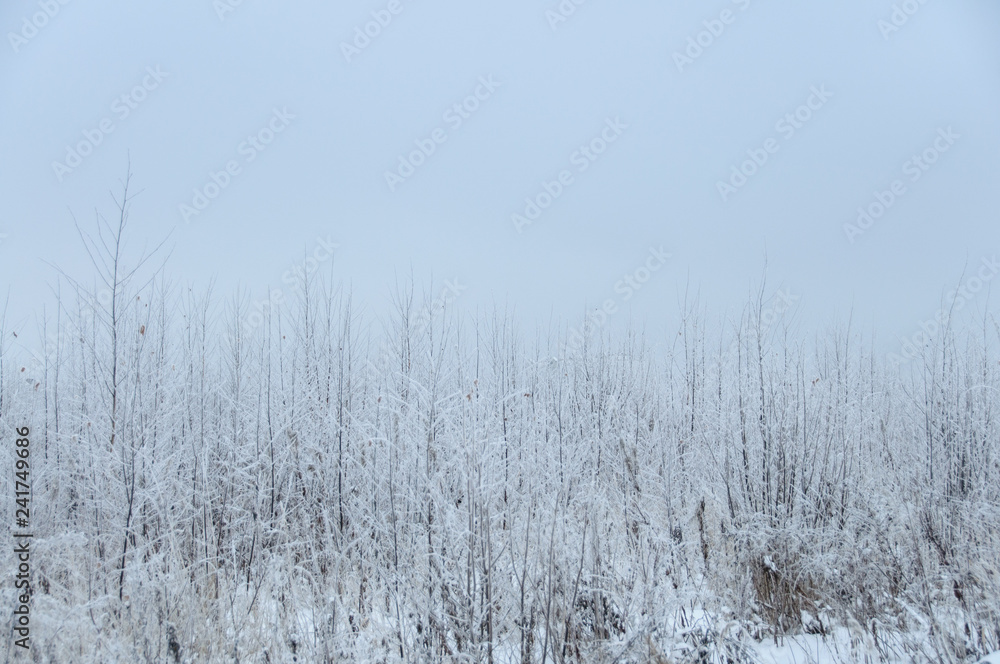 Landscape in winter at sunset. Grass covered snow Landscape in winter at sunset. Grass covered snow