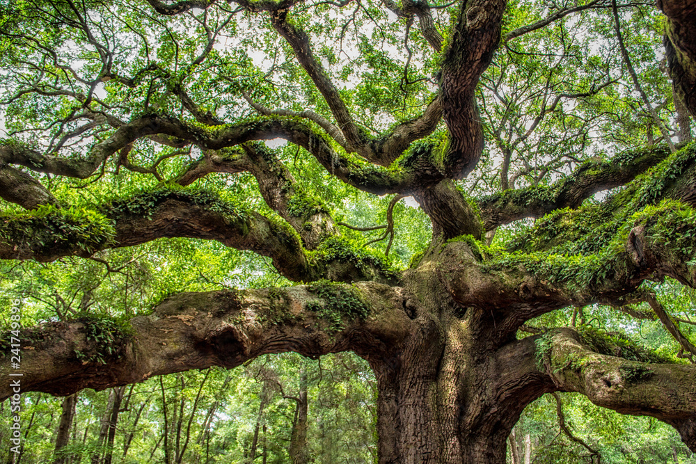 angel oak tree in John’s Island South Carolina angel oak tree in John’s Island South Carolina