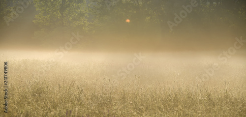 "Morning Dew" heavy summer fog in a rural pasture in the Blue Ridge Mountains Zen Duder Americana Landscapes Collection