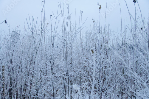 Wallpaper Mural Tree trunks covered snow in winter Torontodigital.ca
