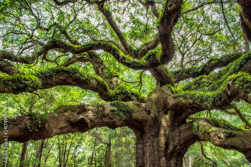 angel oak tree in John’s Island South Carolina