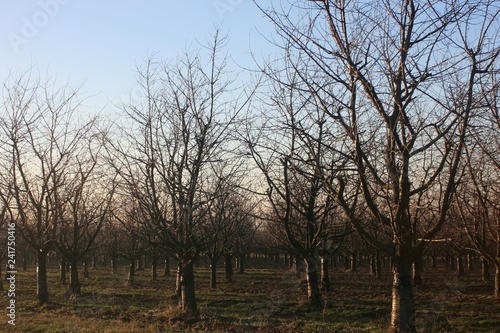Apfelplantage, Apfelfeld