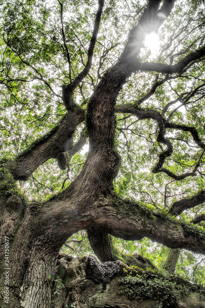 Fototapeta premium angel oak tree in John’s Island South Carolina