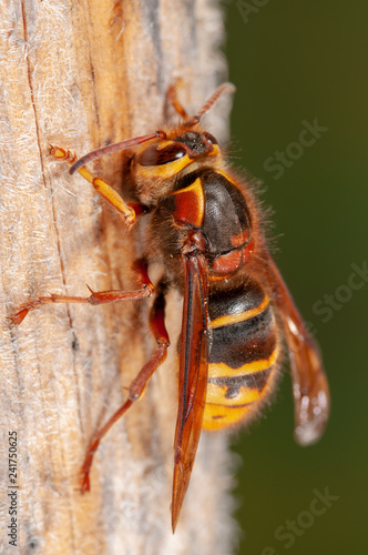 Mittlere Wespe raspelt Holz photo